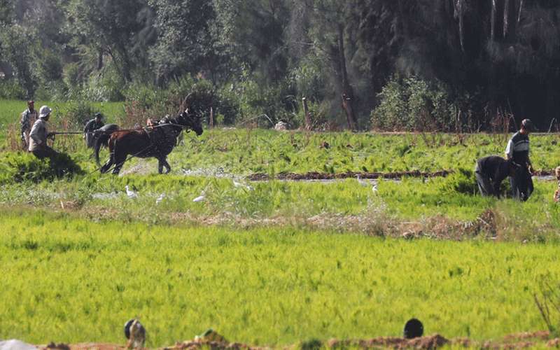 الحكومة المصرية تؤكد أن البلاد حققت