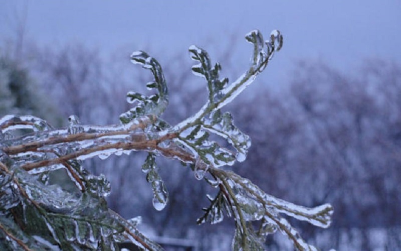 مربعانية الشتاء تكبد المزارعين خسائر فادحة
