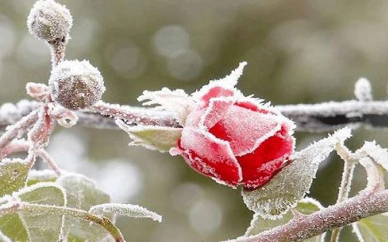 الارصاد تحذر من الصقيع