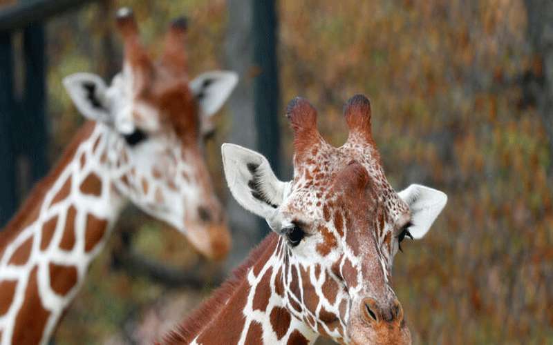 الزرافة سوسن ترفض الزواج من ذكر