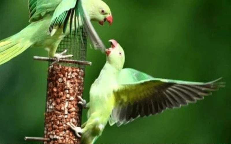 مخاوف من إعدام نحو 50000 ببغاء