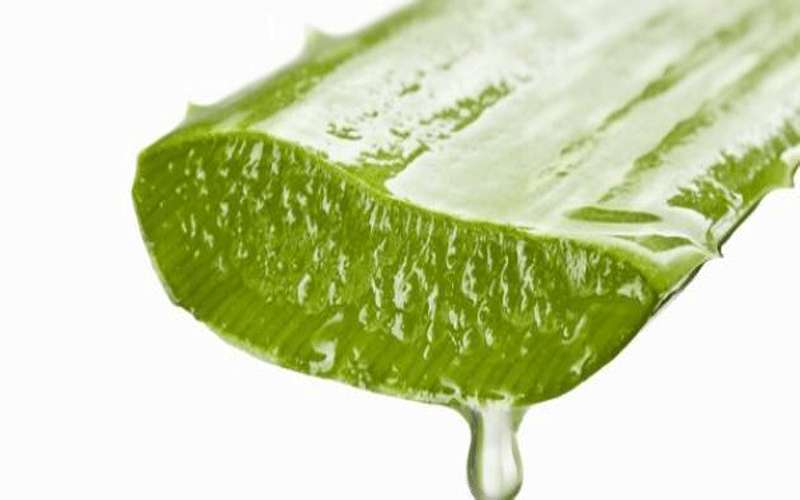 فوائد جل الصبار لتساقط الشعر