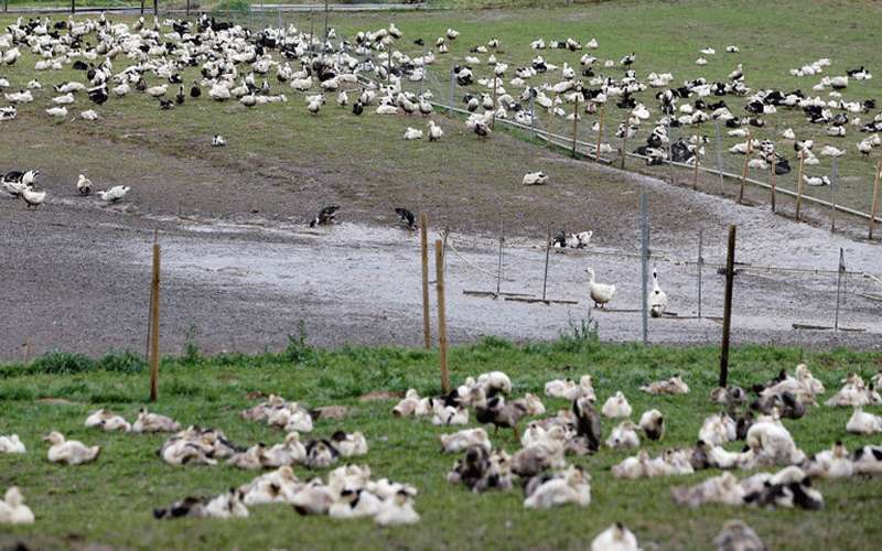 فيروس إنفلونزا الطيور يتفشي بسرعة خيالية
