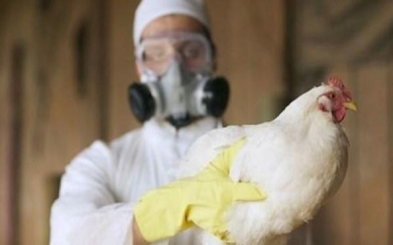 الأردن يوقف استيراد الطيور من ايرلندا