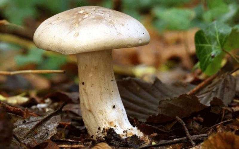 نمو فطر داخل الأوردة الدموية لرجل