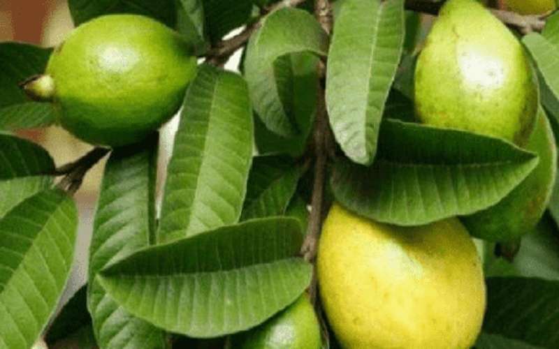 فوائد ورق الجوافة لإنقاص الوزن