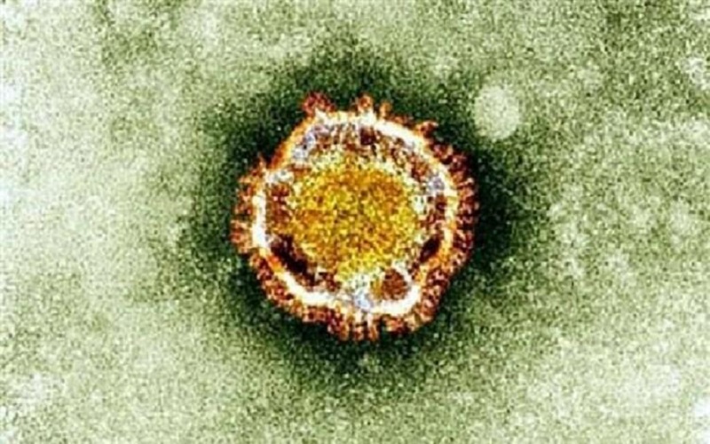 تحذير من تفشي فيروس نيباه بالصين