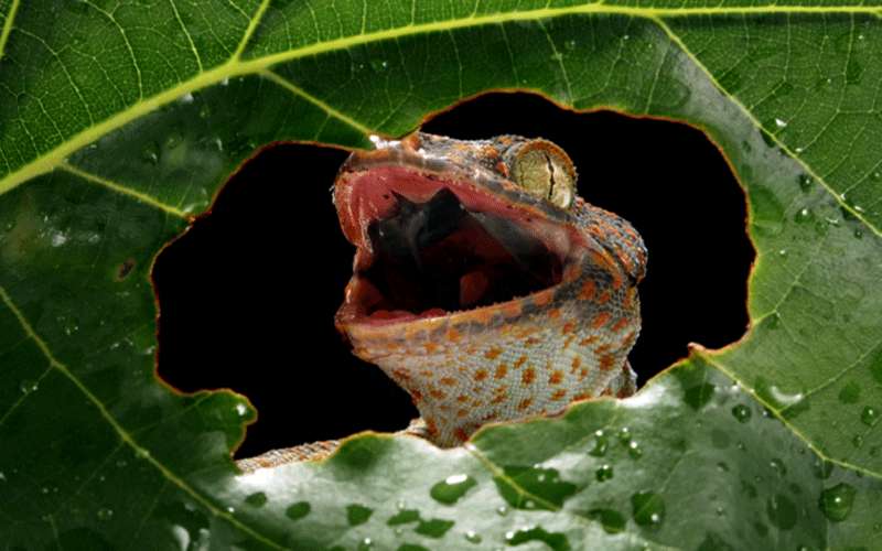 الكشف عن أصغر زواحف في العالم