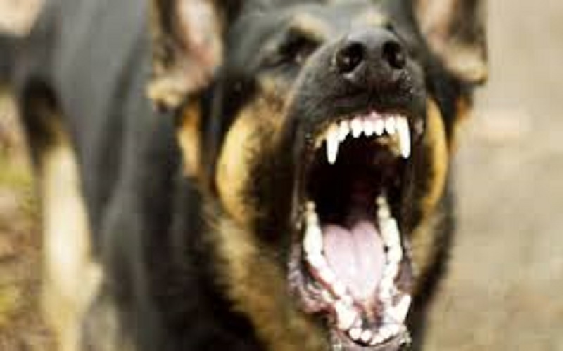 الكلاب الضالة تنهش جسد سيدتين بالاغوار