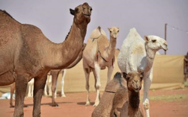 ضجة في السعودية : “أول كافيه