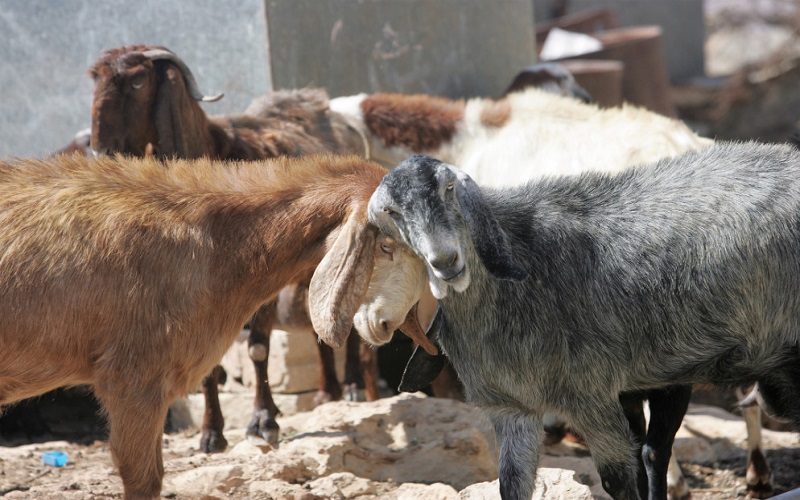 تصدير 30 ألف رأس من الأغنام