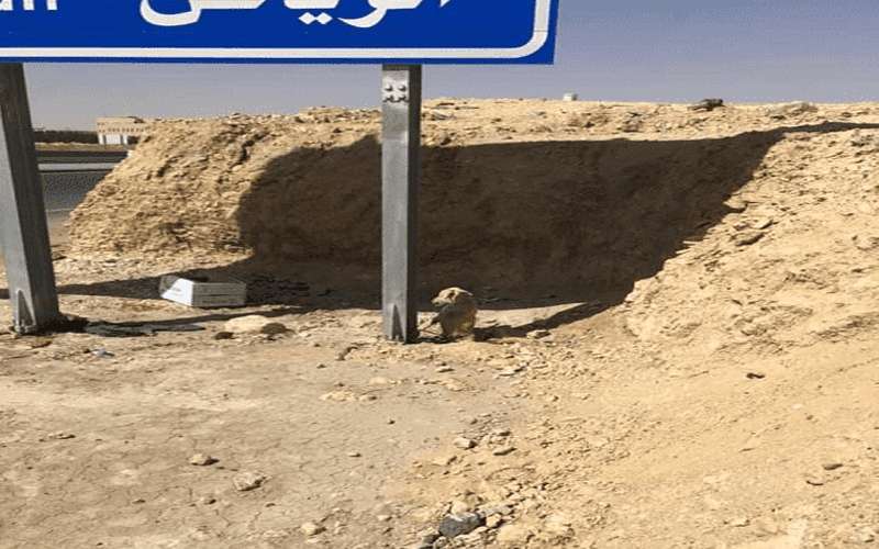 مغتصب كلب الرياض يثير غضب السعوديين