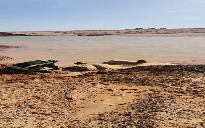 الدفاع المدني ينقذ 97 رأسا من