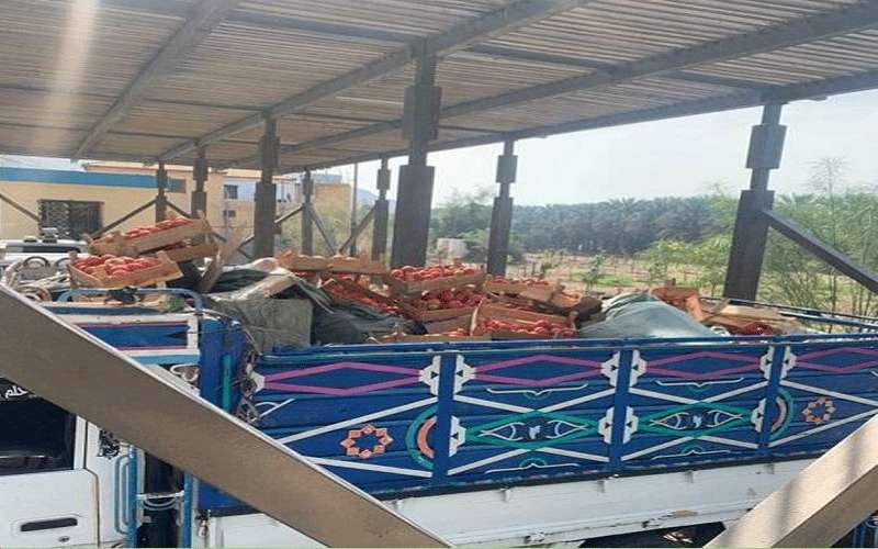 إخفاء أحذية مهربة في شاحنة بندورة