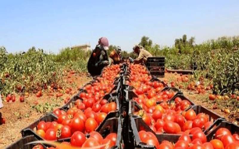 التوافق على إجراءات لدعم القطاع الزراعي