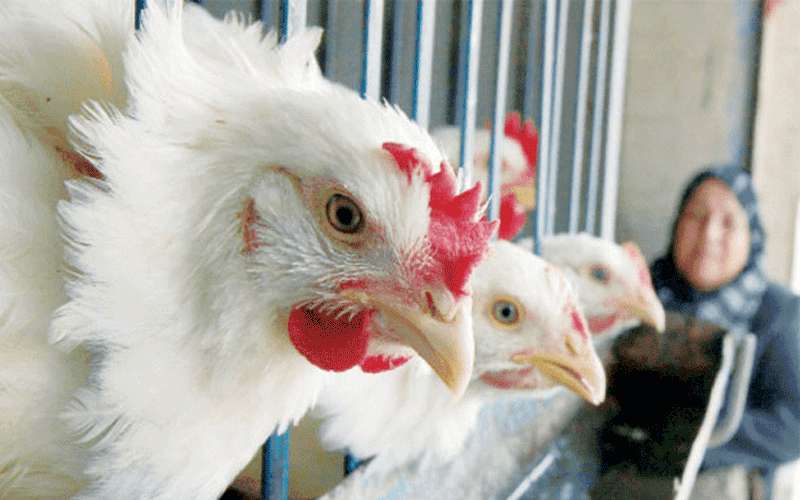 الصناعة والتجارة: تحديد سقوف سعرية للدجاج