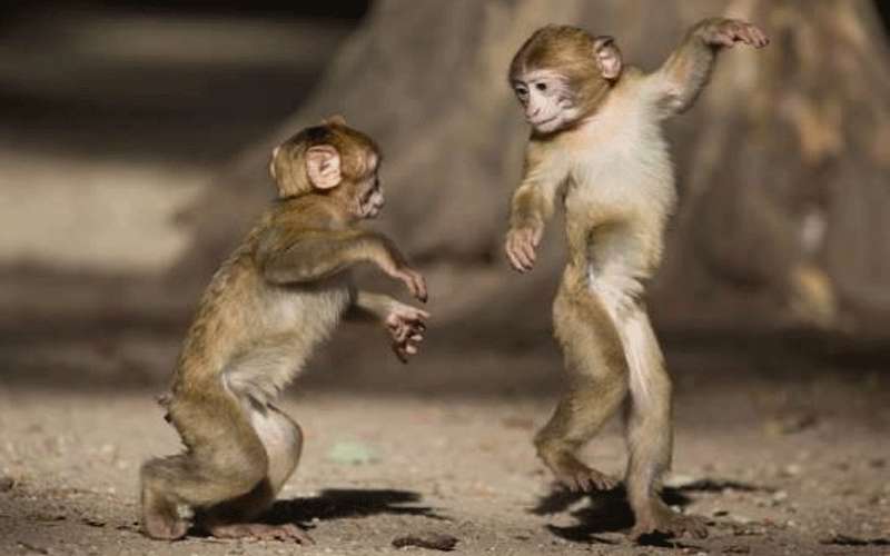 قرود تخطف طفلتين وتقتل احداهما في