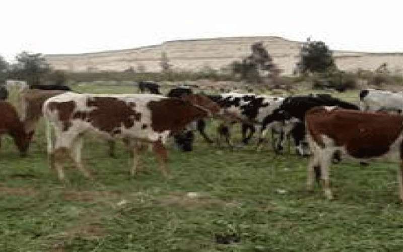 مربو الابقار: زيادة اسعار الاعلاف 50%