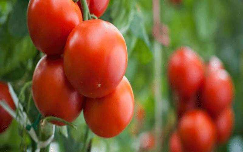 إليك كيفية حفظ الطماطم لمدة طويلة