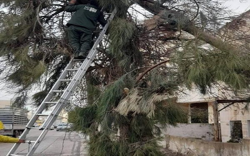دائرة الزراعة في الامانة تتعامل مع
