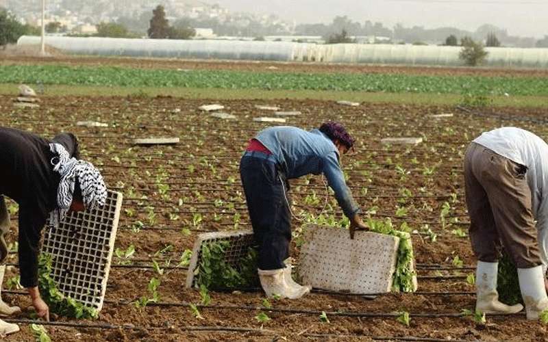 التقرير المطري يبشر بموسم زراعي جيد