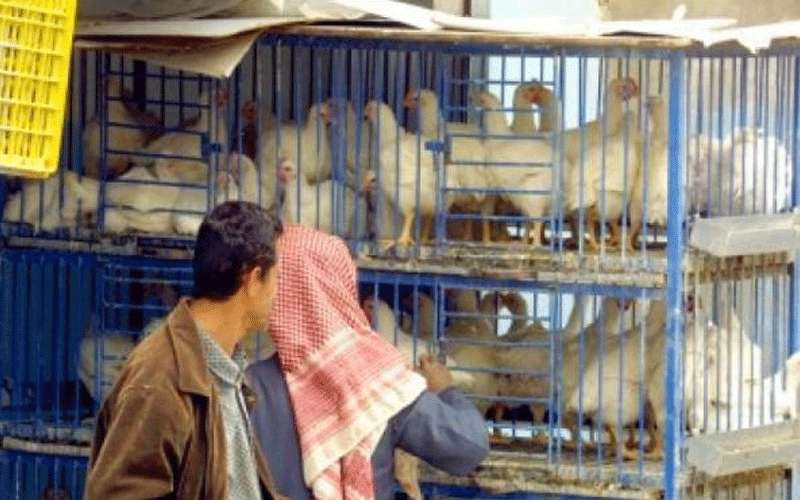الحكومة ترفع السقوف السعرية لدجاج النتافات