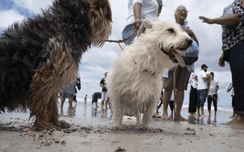 دراسة تكشف تمتع الكلاب بالقدرة على