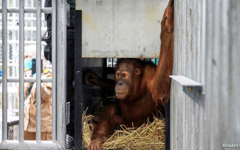 ولادة قرد من فصيلة إنسان الغاب