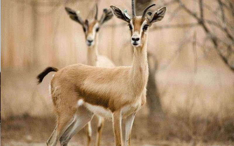 السعودية تزود الغزلان بشرائح تتبع