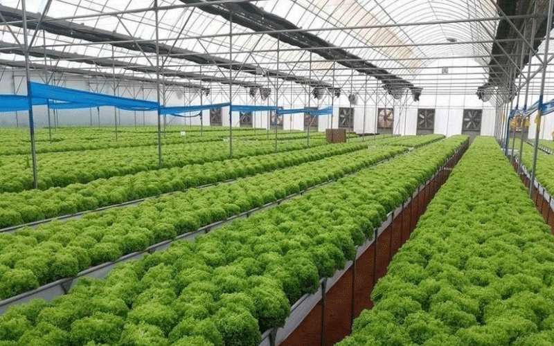 الحكومة تدرس إنشاء شركة تسويق زراعية