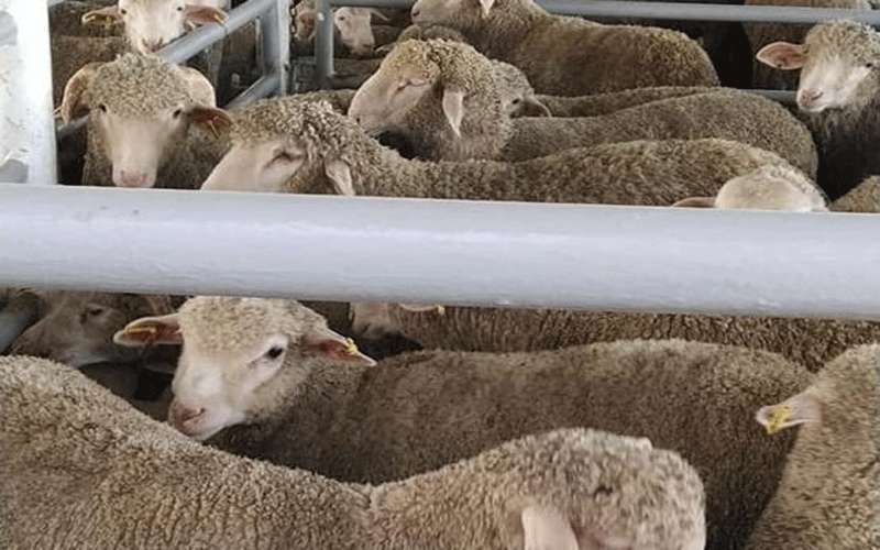 السويس تمنح الأولوية لسفن ماشية متجهة