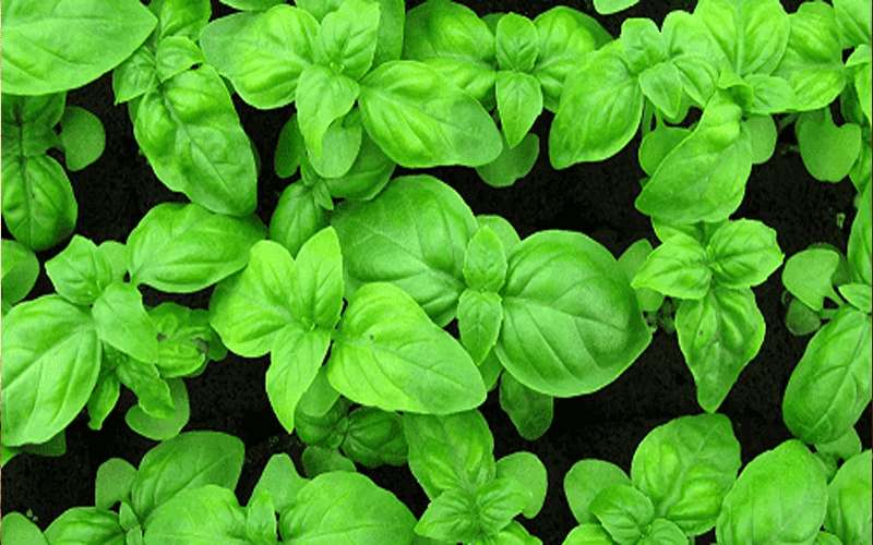 نبات يساعد على استعادة حاسة الشم