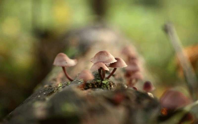 علاج كورونا.. اكتشاف من الطبيعة يمنع