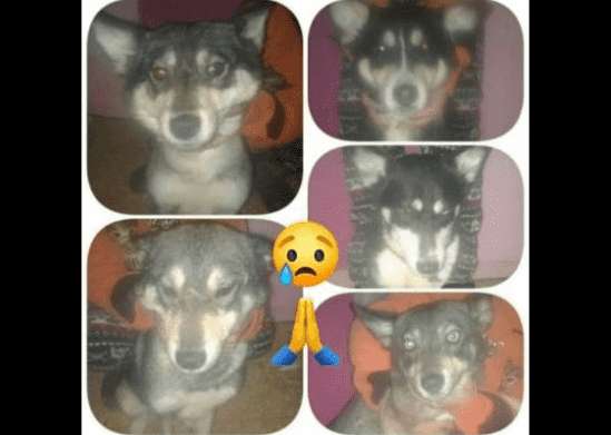 مكافاة لمن يعثر على 5 كلاب