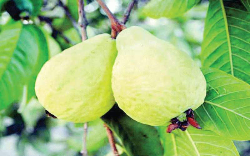 الطفيلة مناخ ملائم لزراعة الجوافة