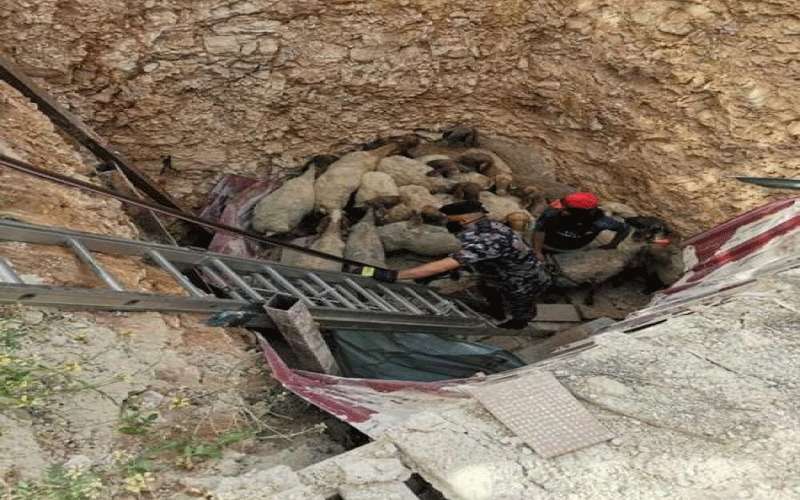 الدفاع المدني ينقذ 25 رأسا من