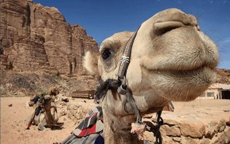 23 ألف عامل بالقطاع السياحي فقدوا