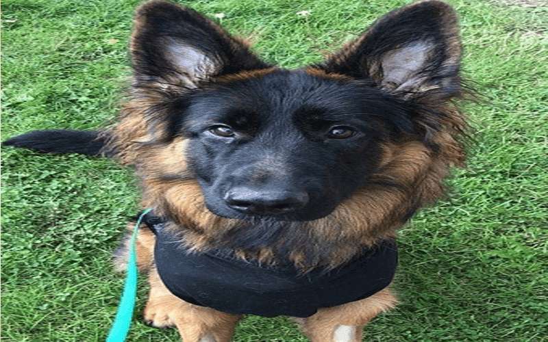 كلب يخضع لعملية جراحية بعد ابتلاعه