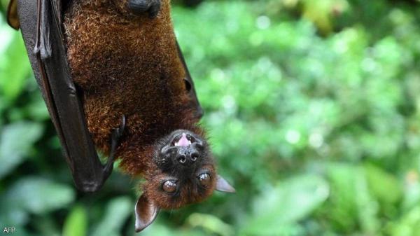 الصحة العالمية تحذر من أمراض جديدة