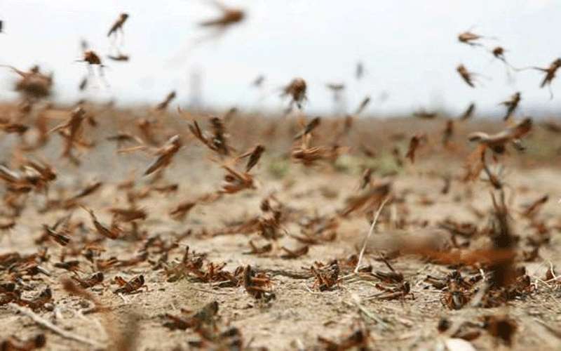 الزراعة: إنجاز 70% من أعمال مكافحة