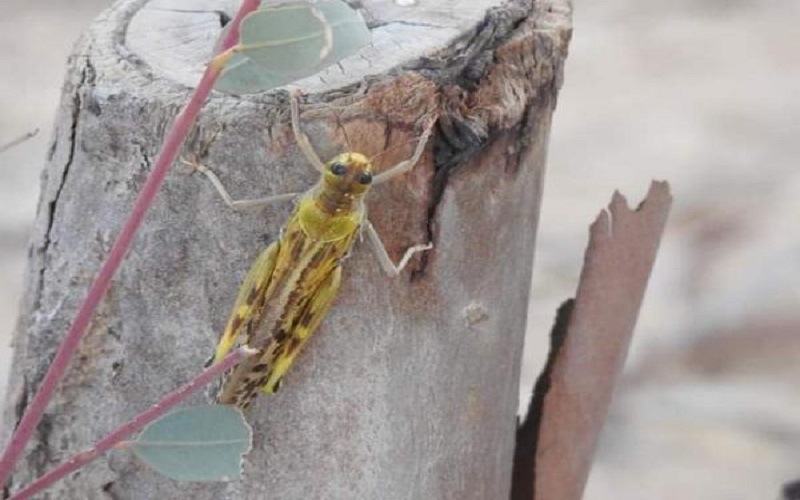 استمرار مكافحة الجراد في المزار الجنوبي