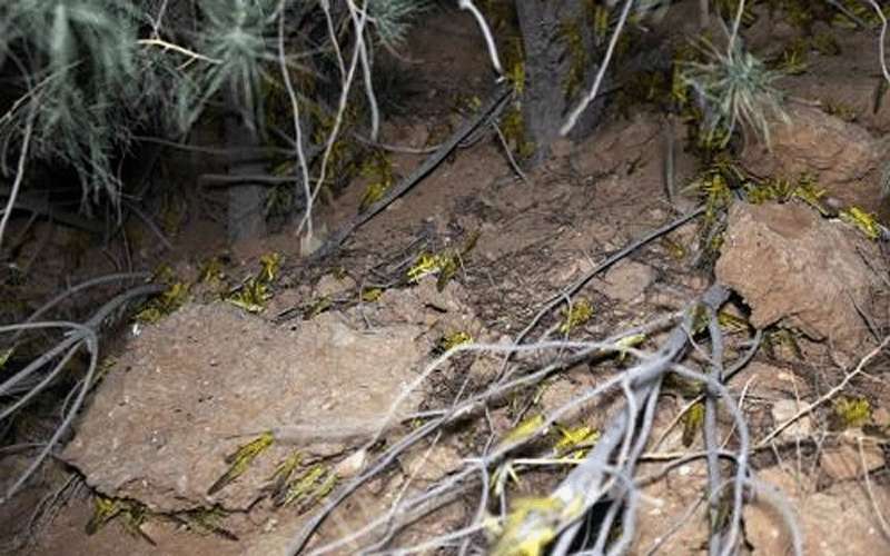 الانتهاء من مكافحة أسراب الجراد في