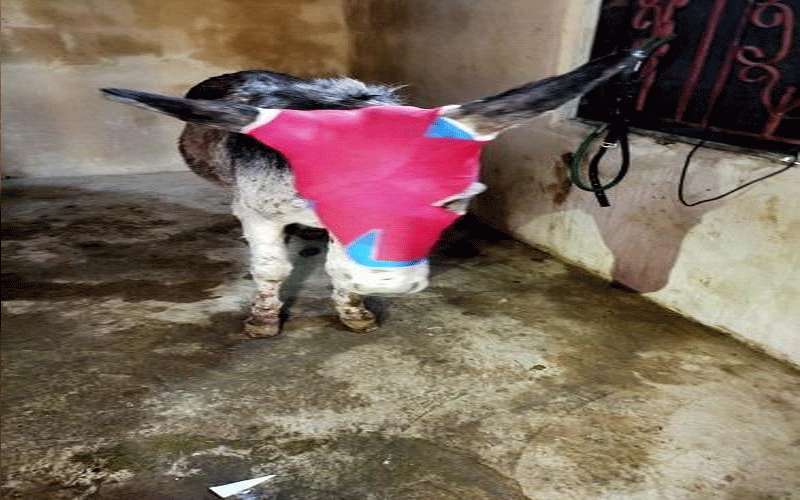 عيادة مجانية لمعالجة الحيوانات بالبترا