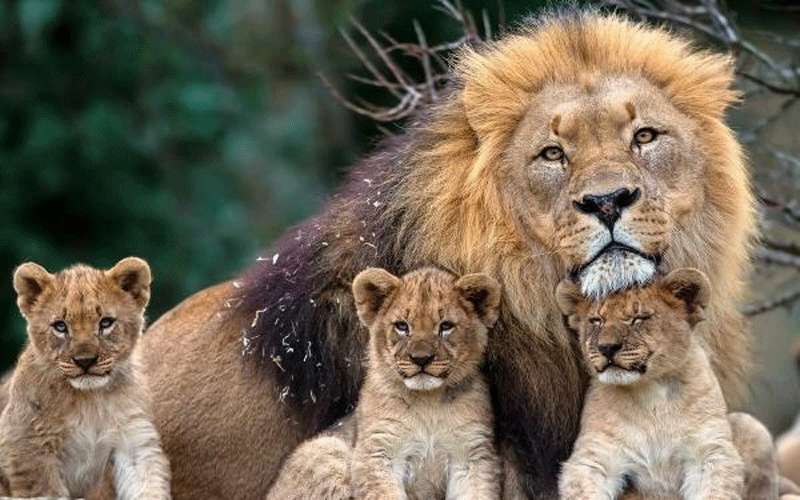 جنوب أفريقيا تحظر تربية الأسود وتنهي