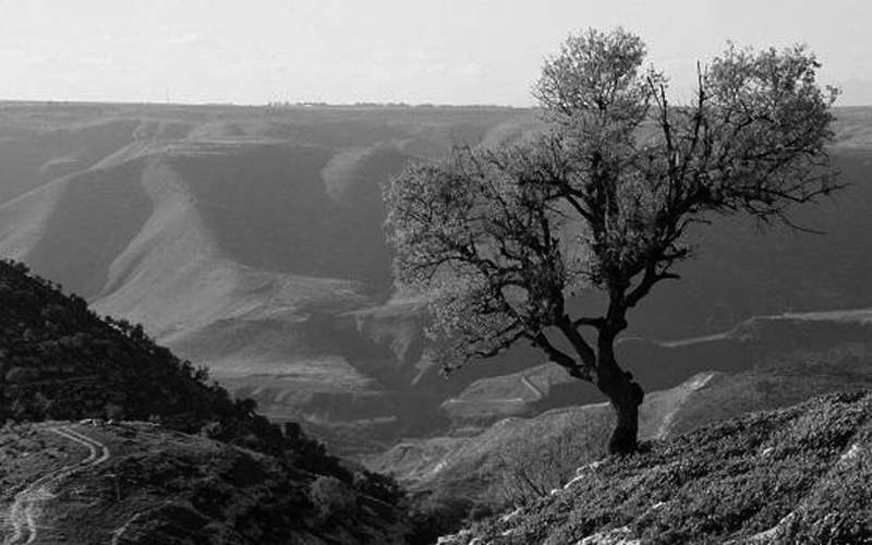 طقس ربيعي دافئ الجمعة
