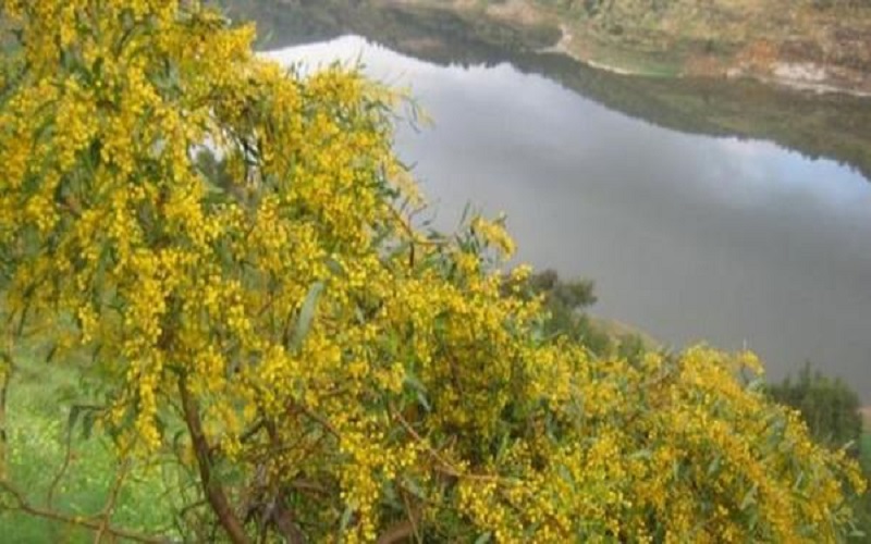 436 نوعا من الطيور و 2545