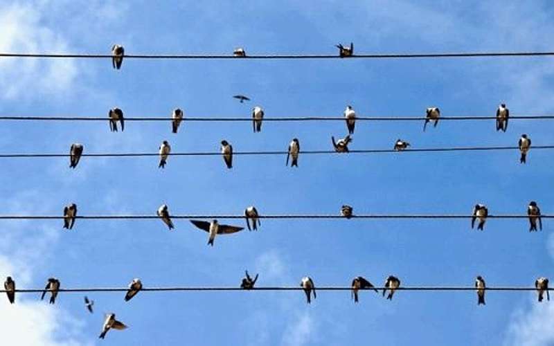 حدوث انقطاع الكهرباء بسبب الطيور نادر