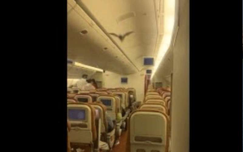 خفاش يتسبب بحالة هلع بعد اقتحامه