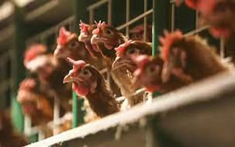 الزراعة تفتح باب استيراد الدواجن