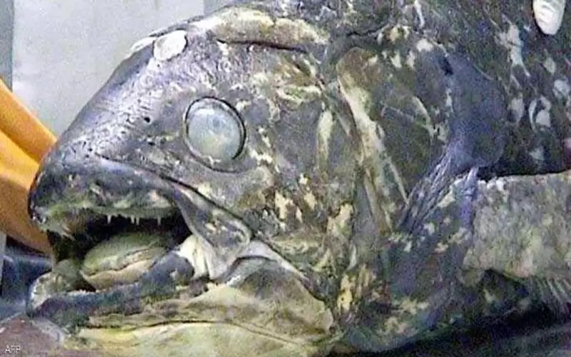 سمكة مذهلة عمرها 100 عام ..